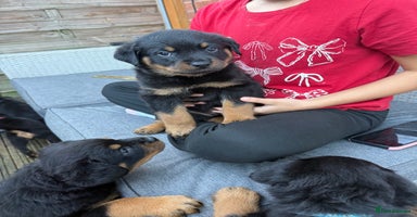 Rottweiler dogs - Advert 2