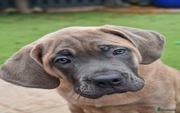 Cane Corso dogs for sale: Excellent Bloodline cane corso puppies ready now - Image 1
