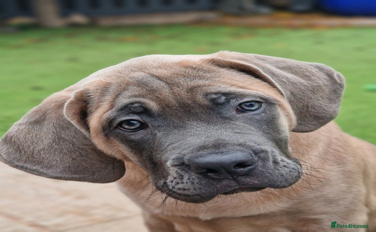 Cane Corso dogs - Advert 4