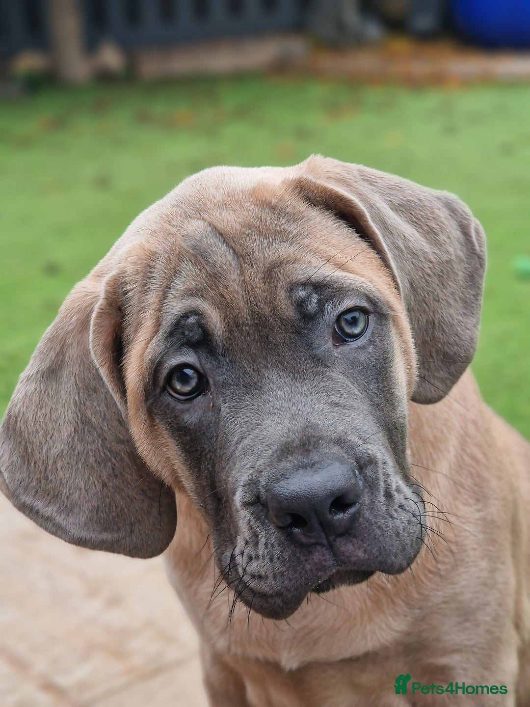 Cane Corso dogs for sale: Excellent Bloodline cane corso puppies ready now - Image 1