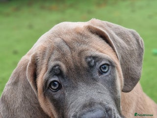 Cane Corso dogs - Advert 3