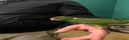 Parakeets birds for sale: Baby tame Kakariki s  - Advert 9