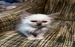 Ragdoll cats for sale: GCCF Registered Kittens - Image 7