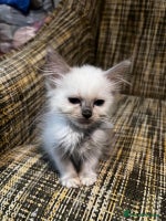 Ragdoll cats - Advert 10
