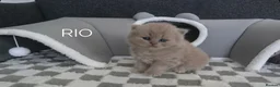 British Shorthair cats for sale: Meet the boys, Tuko, Rio & blu - Advert 7