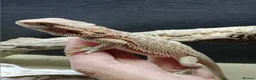 Bearded Dragon reptiles for sale: Shop bred baby bearded dragons  - Advert 12