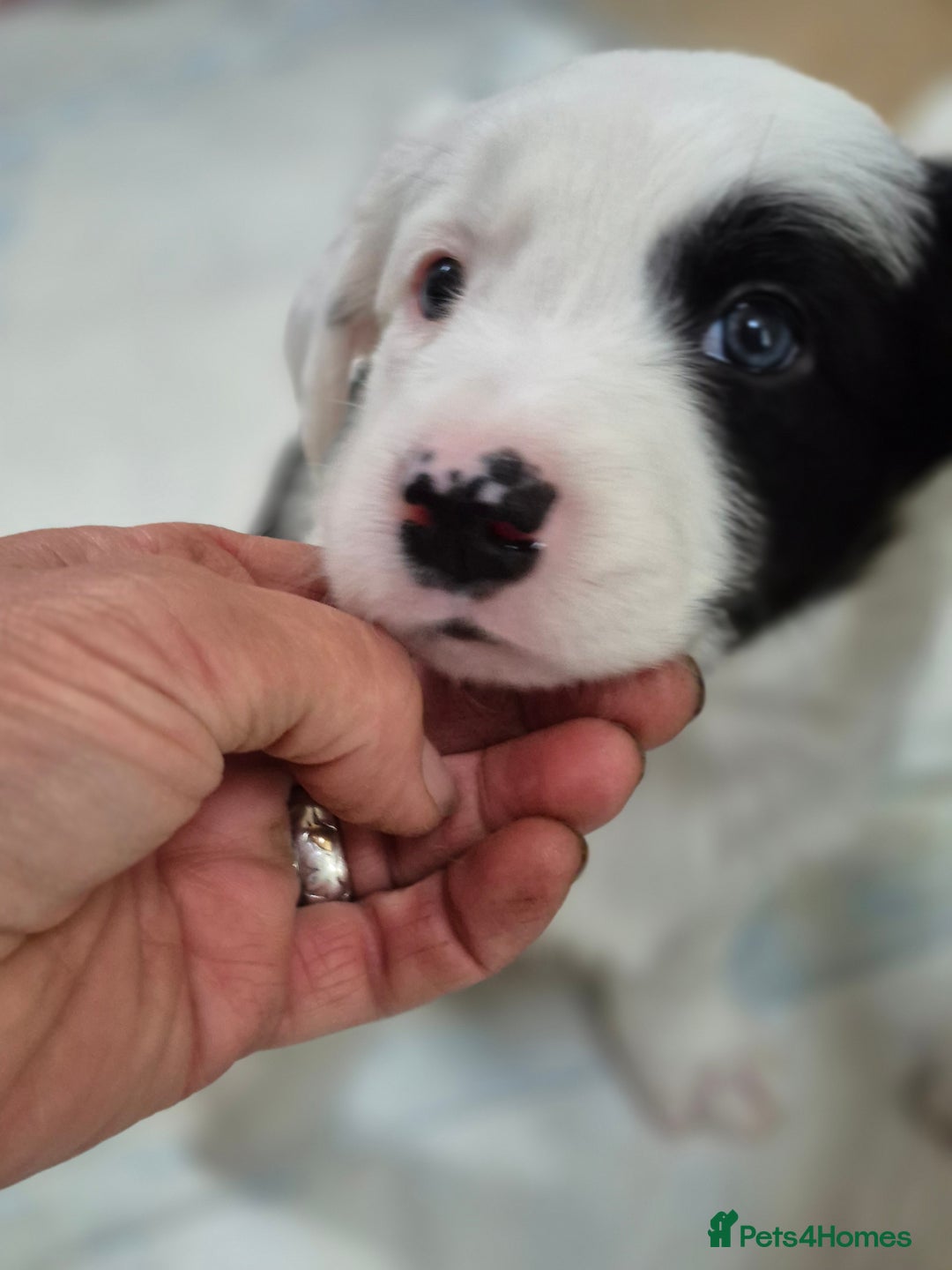 Border Collie dogs for sale: Border Collie pups for sale - Image 5