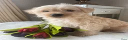 Westiepoo dogs for sale: Westypoos in Northallerton - Advert 14