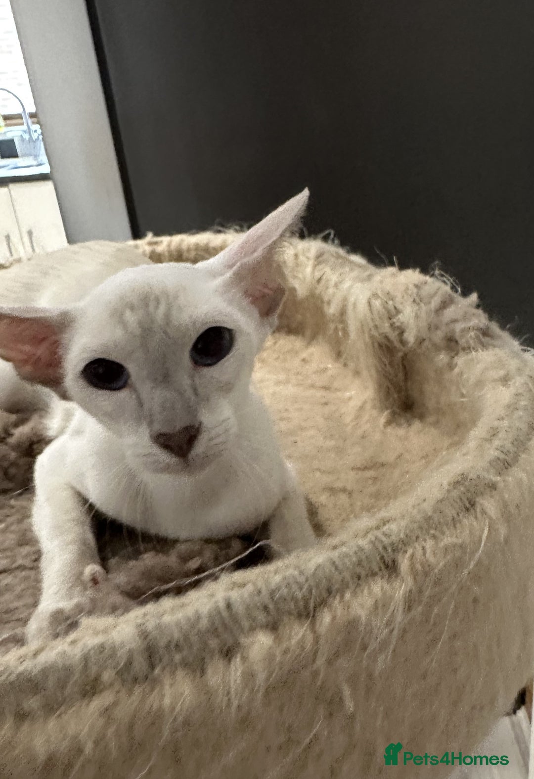 Siamese cats for sale: Sweet Siamese Female Lilac Point Active Register - Advert 1