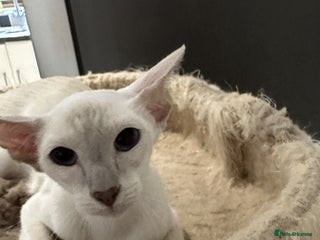 Siamese cats Sweet Siamese Female Lilac Point Active Register - Advert 6