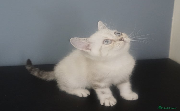 British Shorthair cats - Advert 6