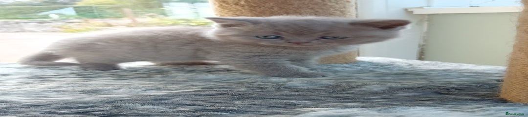 British Shorthair Kitten 5