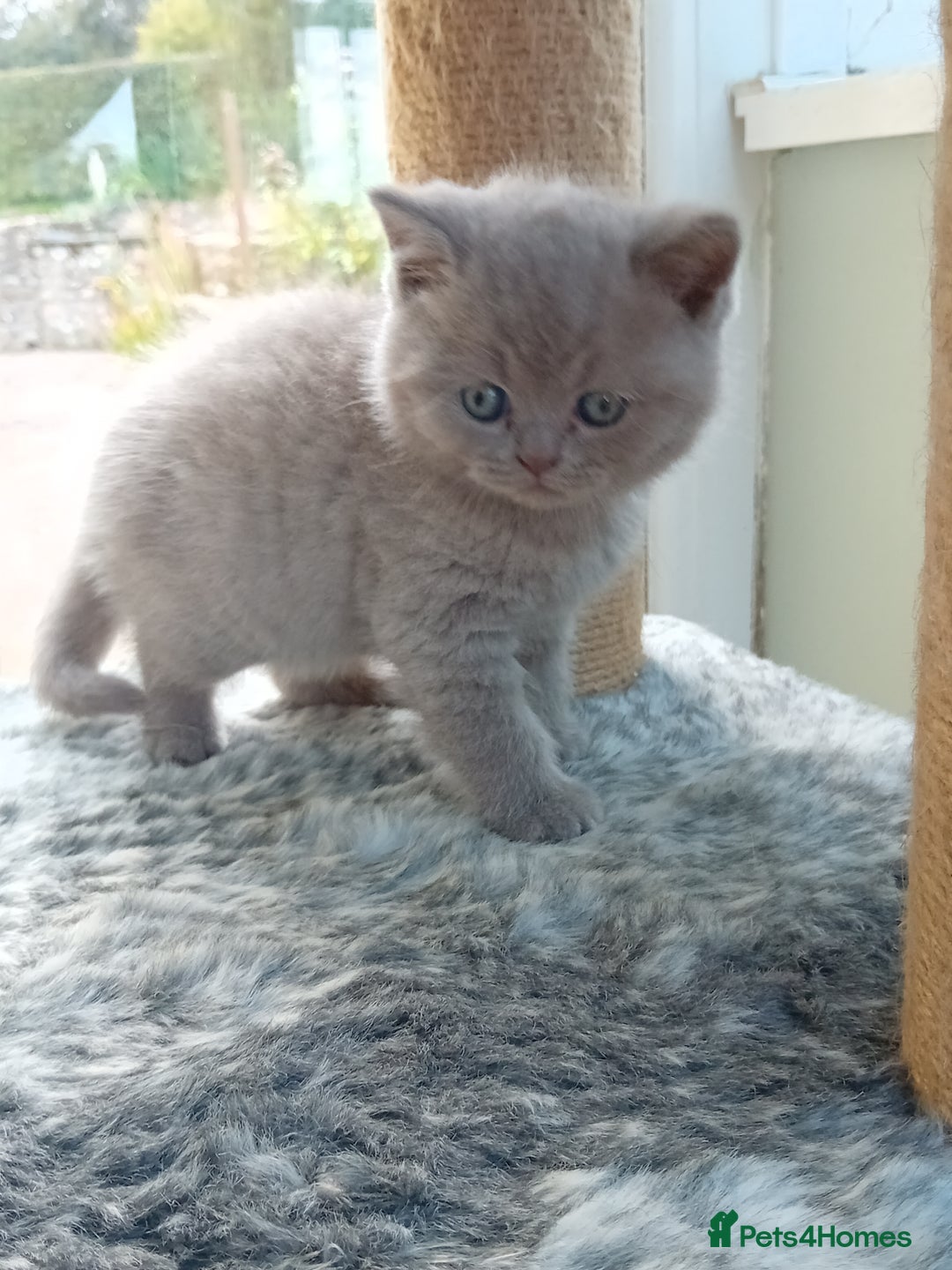 British Shorthair cats for sale: Gorgeous British short-hair kittens  - Image 17
