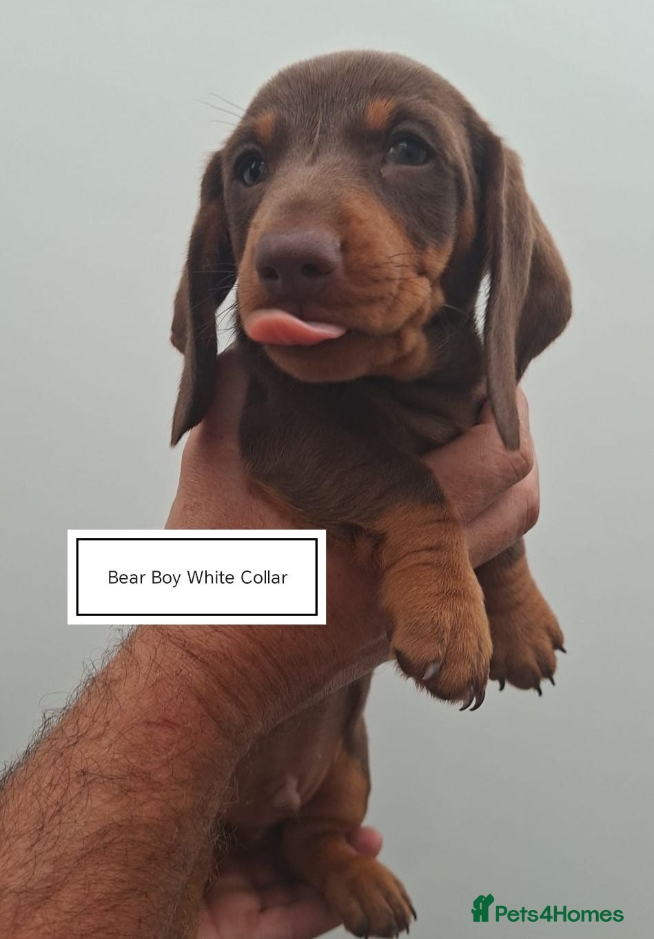 Dachshund dogs Pra Clear Minature Daushaund Puppies  - Advert 1