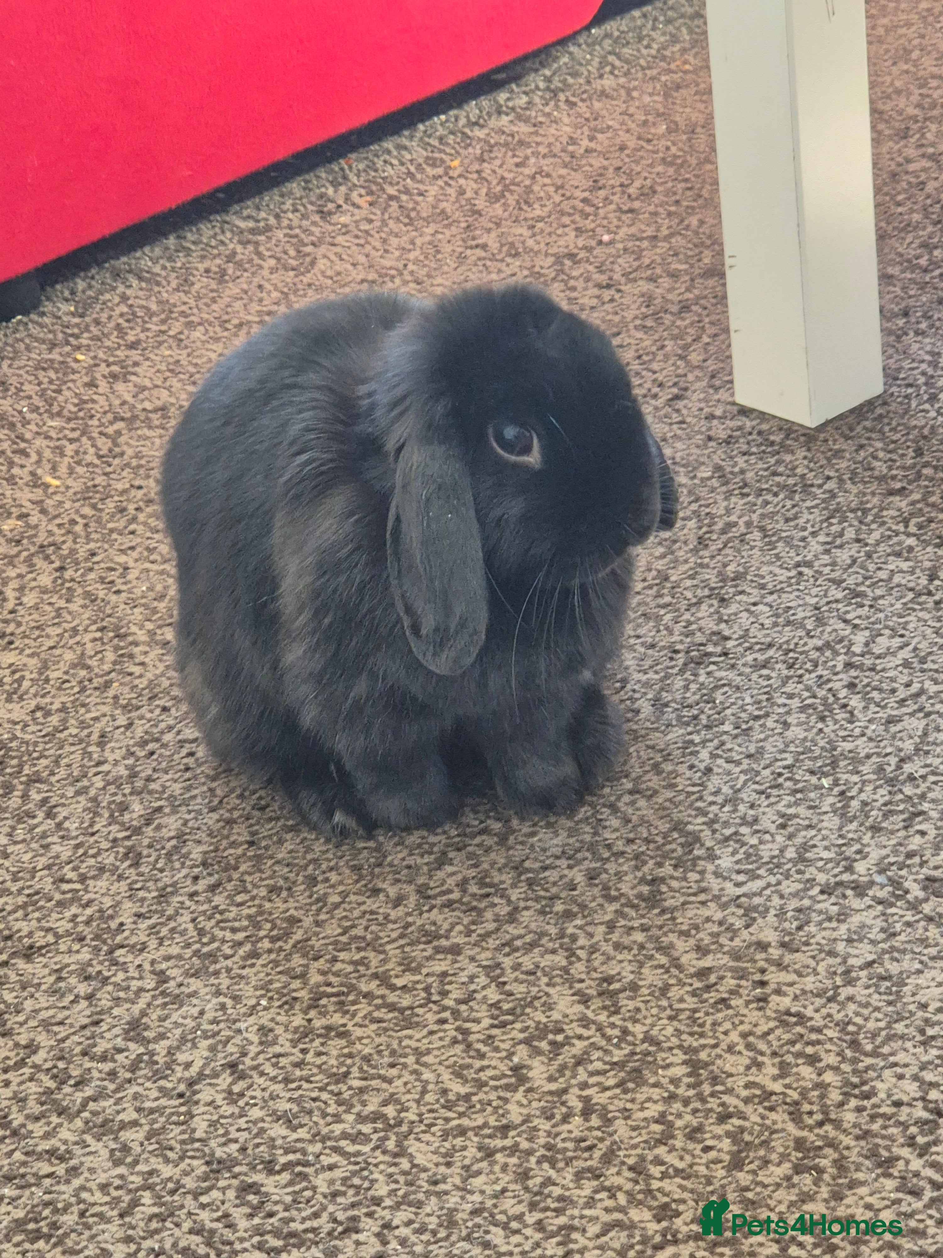 Mini Lop rabbits Rabbit for adoption - Advert 1