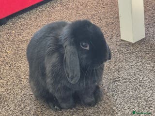 Mini Lop rabbits Rabbit for adoption - Advert 1