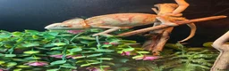 Chameleon reptiles for sale: Yemon chemlion in Wrexham - Advert 1