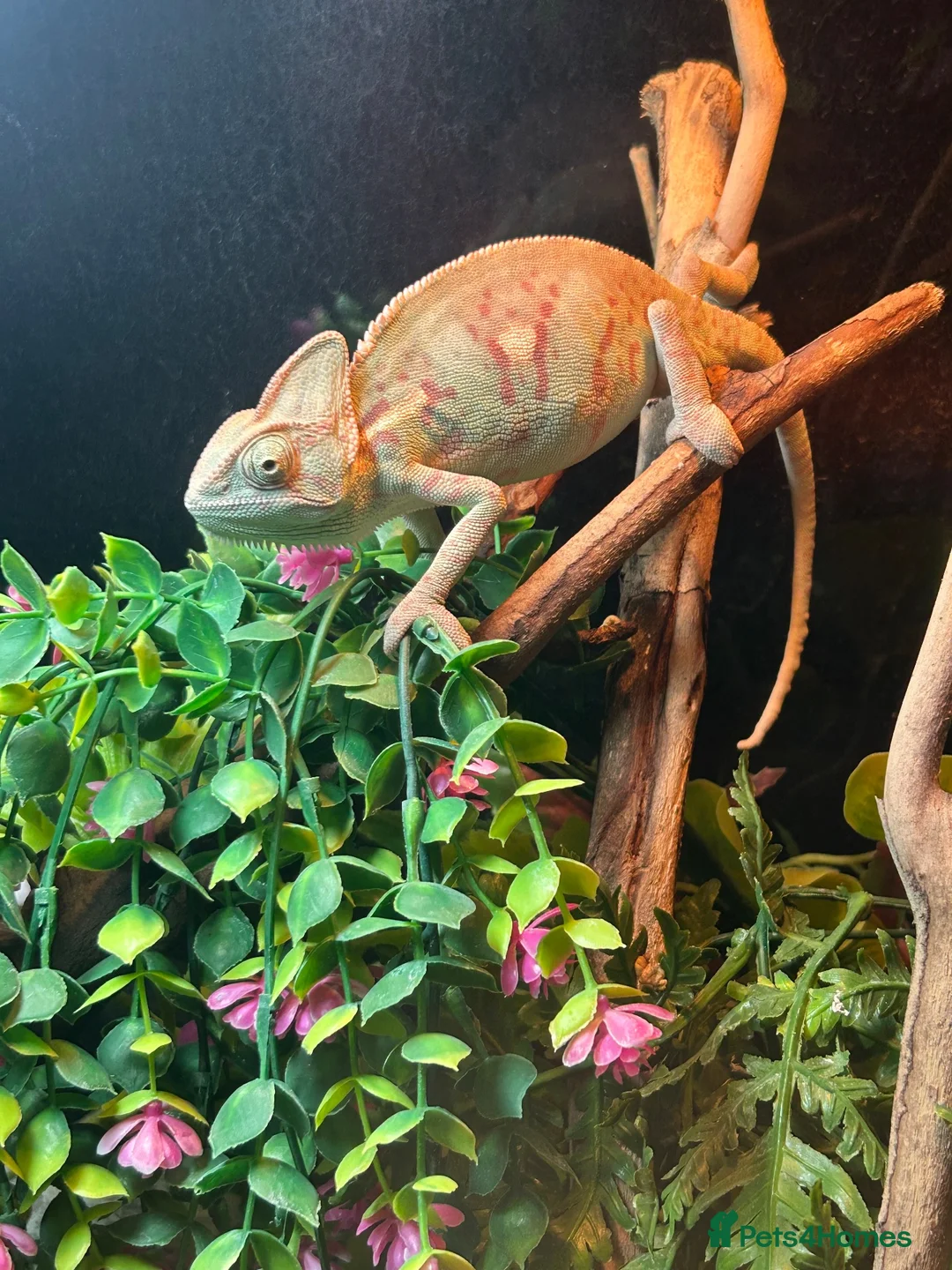 Chameleon reptiles for sale: Yemon chemlion in Wrexham - Advert 1