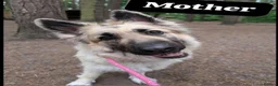 German Shepherd dogs for sale: Beautiful KC German Shepherd Puppies - Advert 4