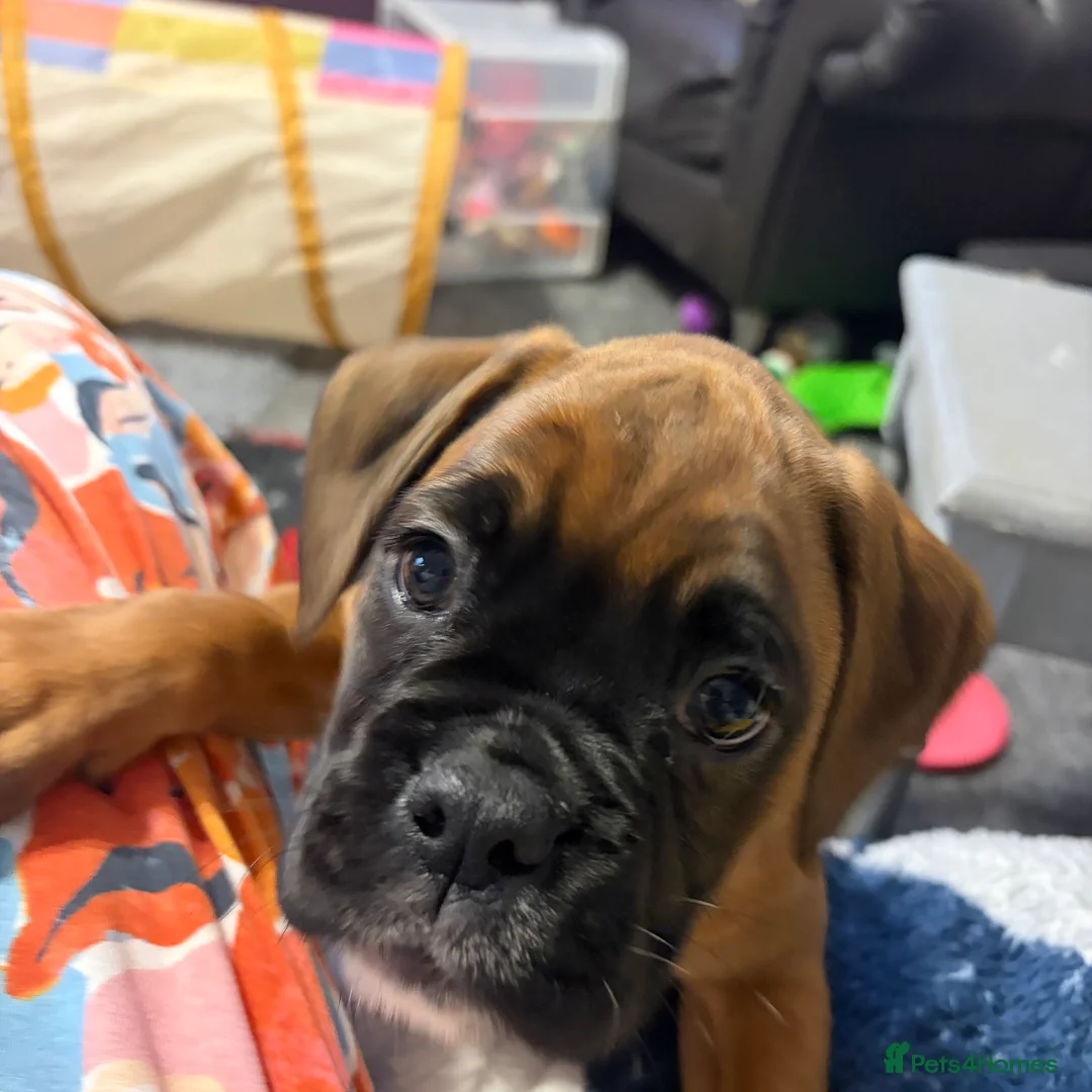 Boxer dogs for sale: Beautiful Boxer Puppies - Advert 3