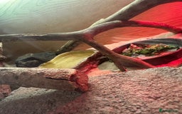 Bearded Dragon reptiles for sale: Young Bearded Dragon For Sale - Image 7