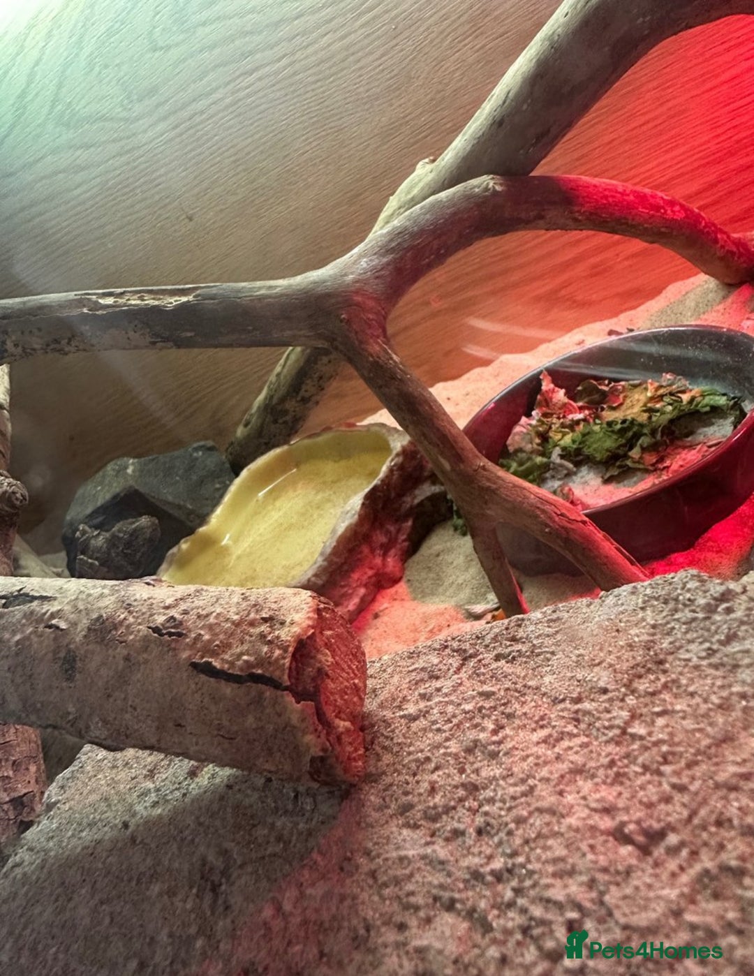 Bearded Dragon reptiles for sale: Young Bearded Dragon For Sale - Image 7