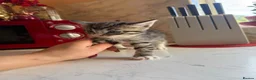 Domestic Shorthair cats for sale: 4 Beautiful Kittens in Wolverhampton - Advert 10