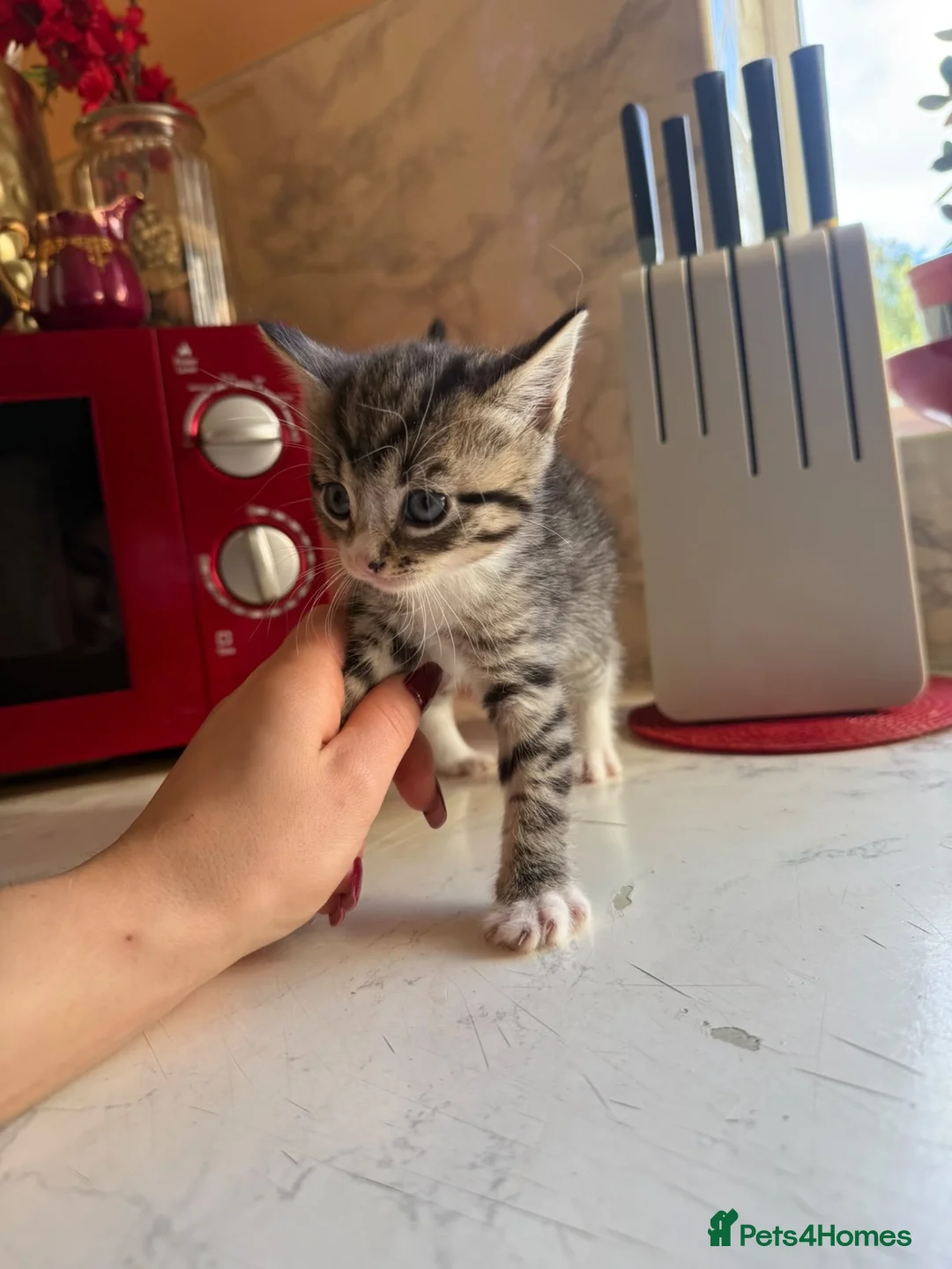Domestic Shorthair cats for sale: 4 Beautiful Kittens in Wolverhampton - Advert 10
