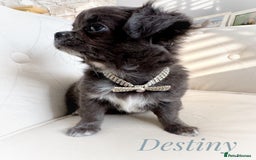 Chihuahua dogs for sale: KC long coat quality chihuahua Licensed breeder - Image 15