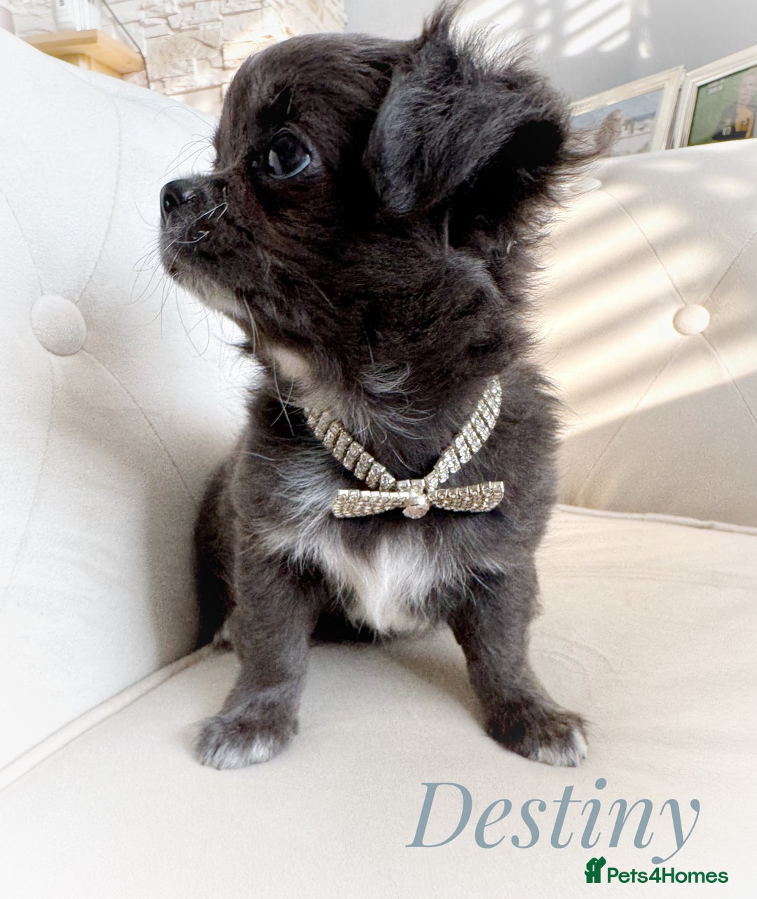Chihuahua dogs for sale: KC long coat quality chihuahua Licensed breeder - Image 15