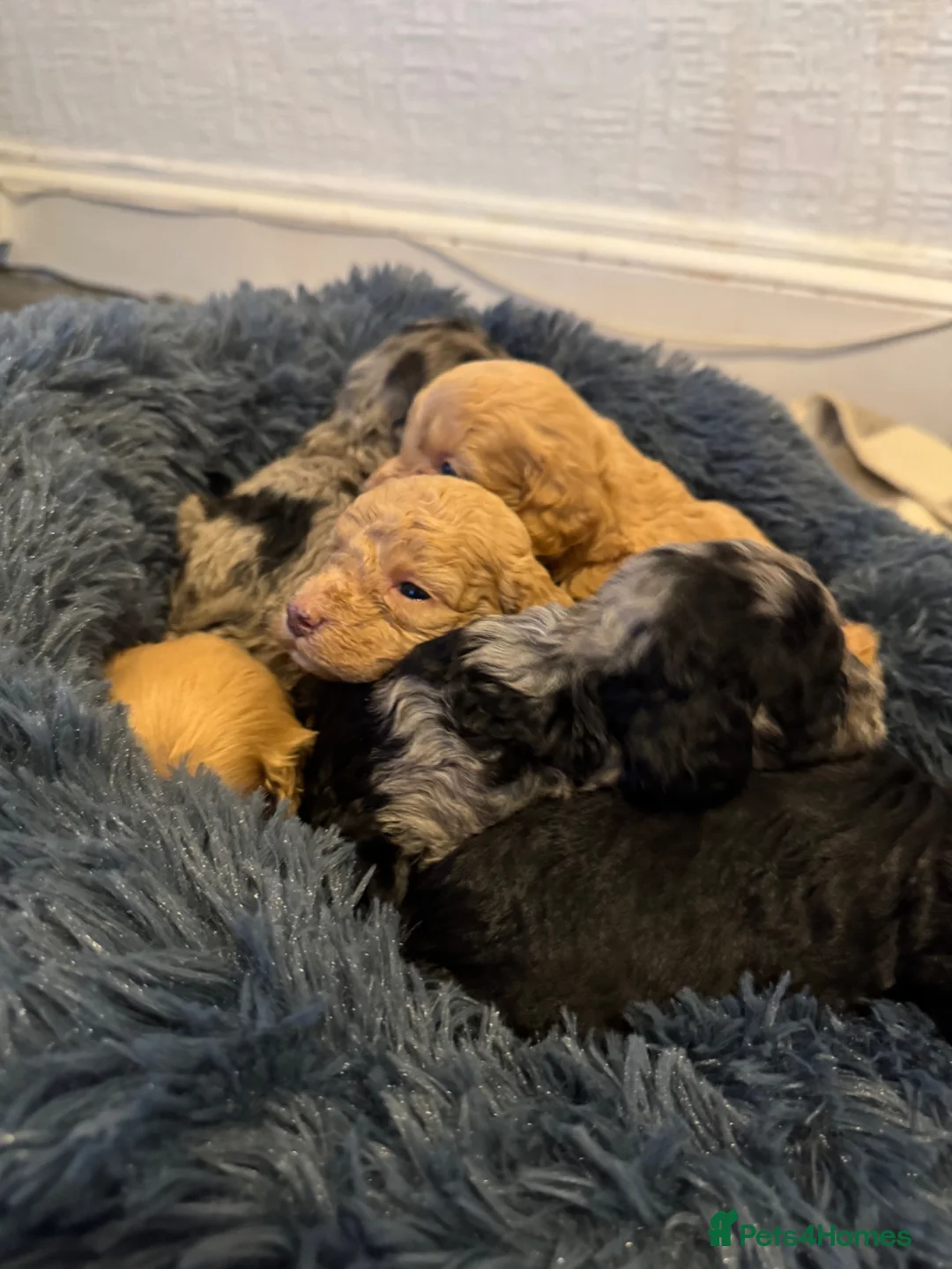 Cockapoo dogs for sale: Stunning F2 cockapoos in Whitehaven - Advert 1