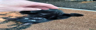 Mixed Breed 1
