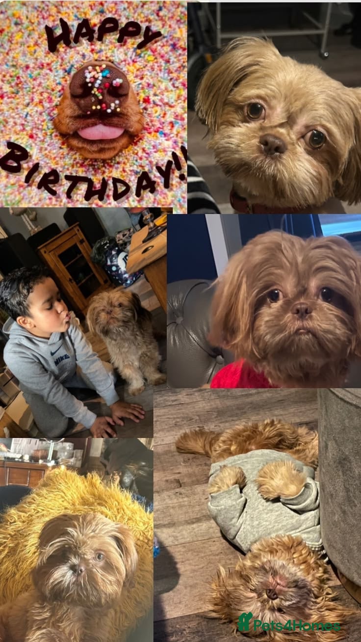 Shih Tzu dogs Imperial Shih Tzu's - Advert 1