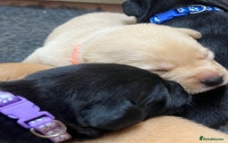 Labrador Retriever dogs for sale: Labrador puppies for sale  - Image 5