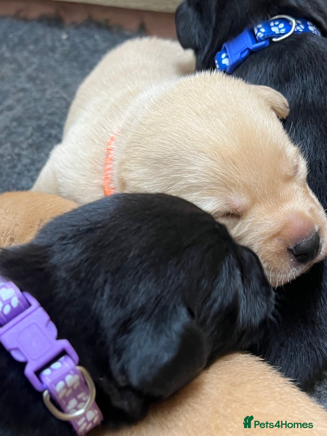 Labrador Retriever dogs for sale: Labrador puppies for sale  - Image 5
