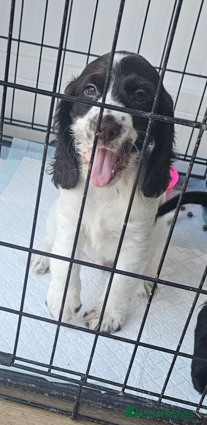 Cocker Spaniel dogs 9 week old boy  - Advert 6