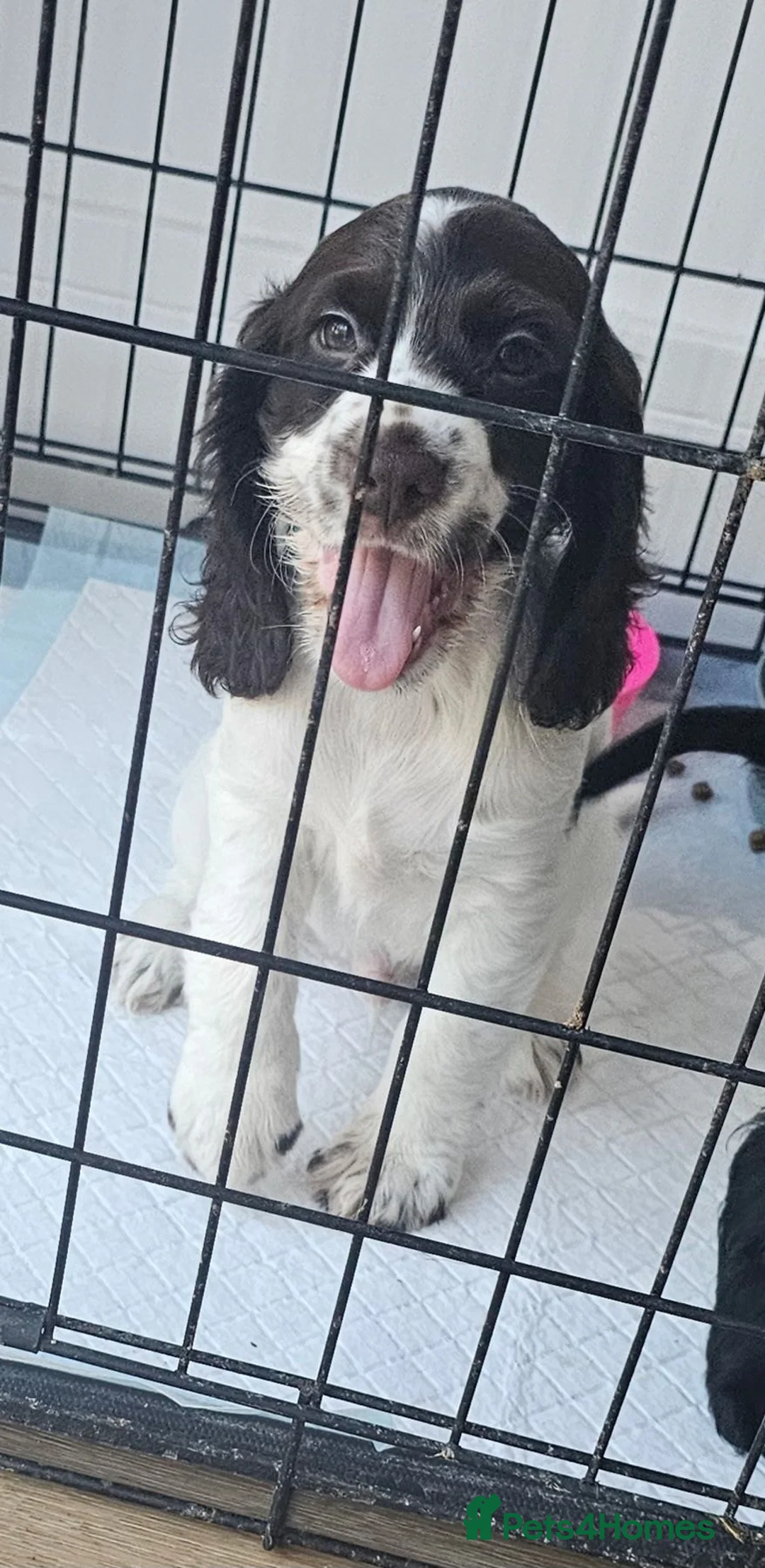 Cocker Spaniel dogs for sale: 9 week old boy  in Romney Marsh - Advert 1