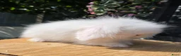 Angora rabbits for sale: Teddywidders super fluffy  ready to go now - Advert 12