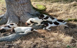 English Springer Spaniel dogs for sale: Springer spaniel pups  - Image 4