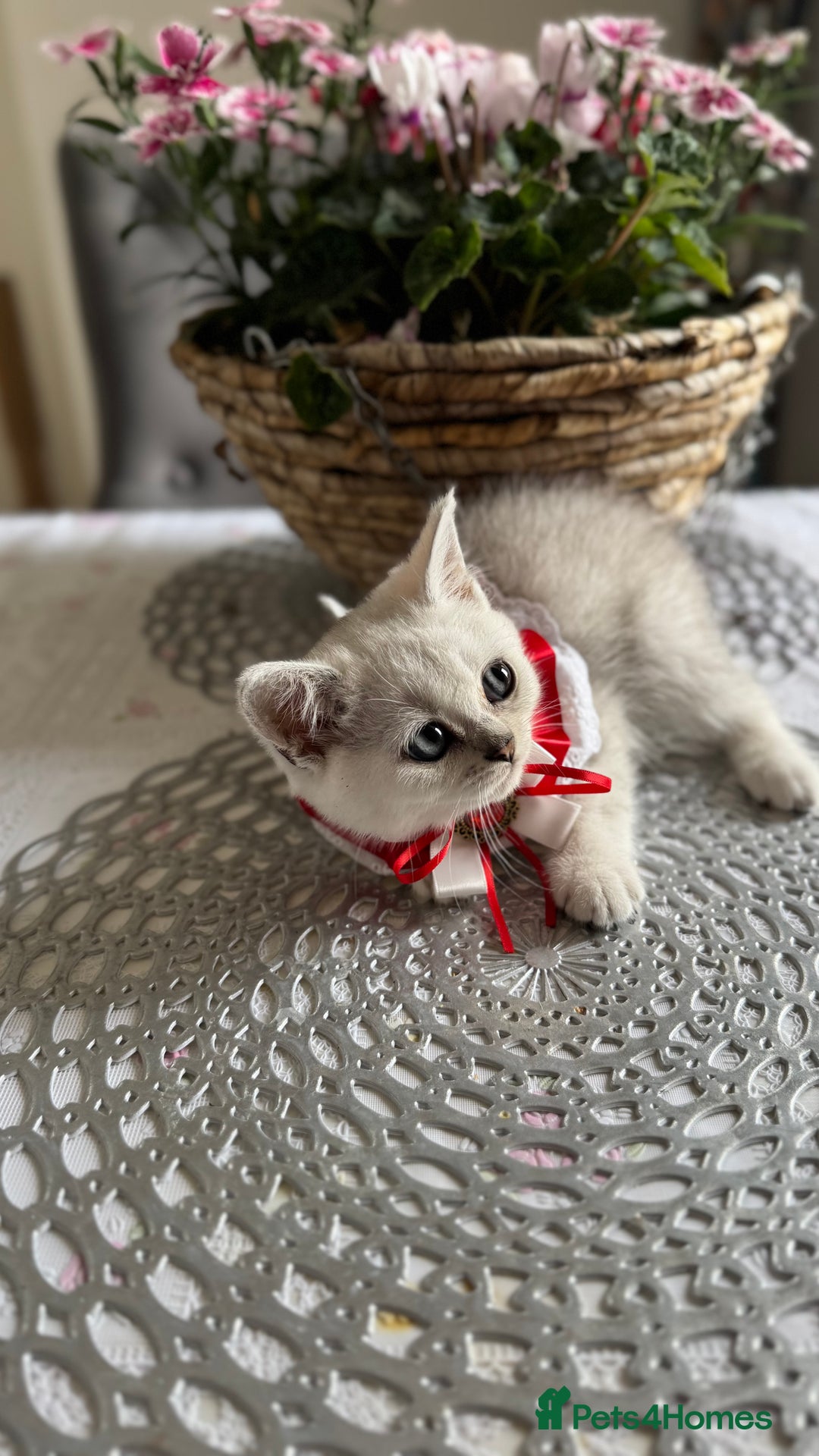 Scottish Fold cats for sale: 2 Scottish Girls  - Image 8