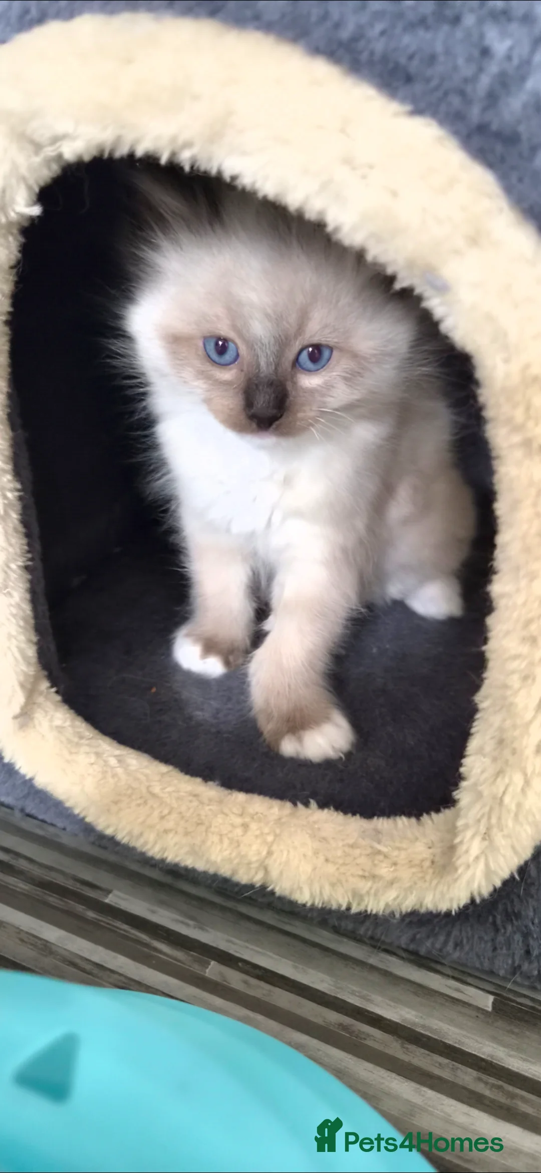 Ragdoll cats for sale: Ragdoll kittens  - Advert 6