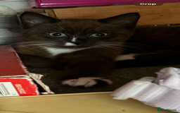 Mixed Breed cats for sale: Male and female kitten - Image 7