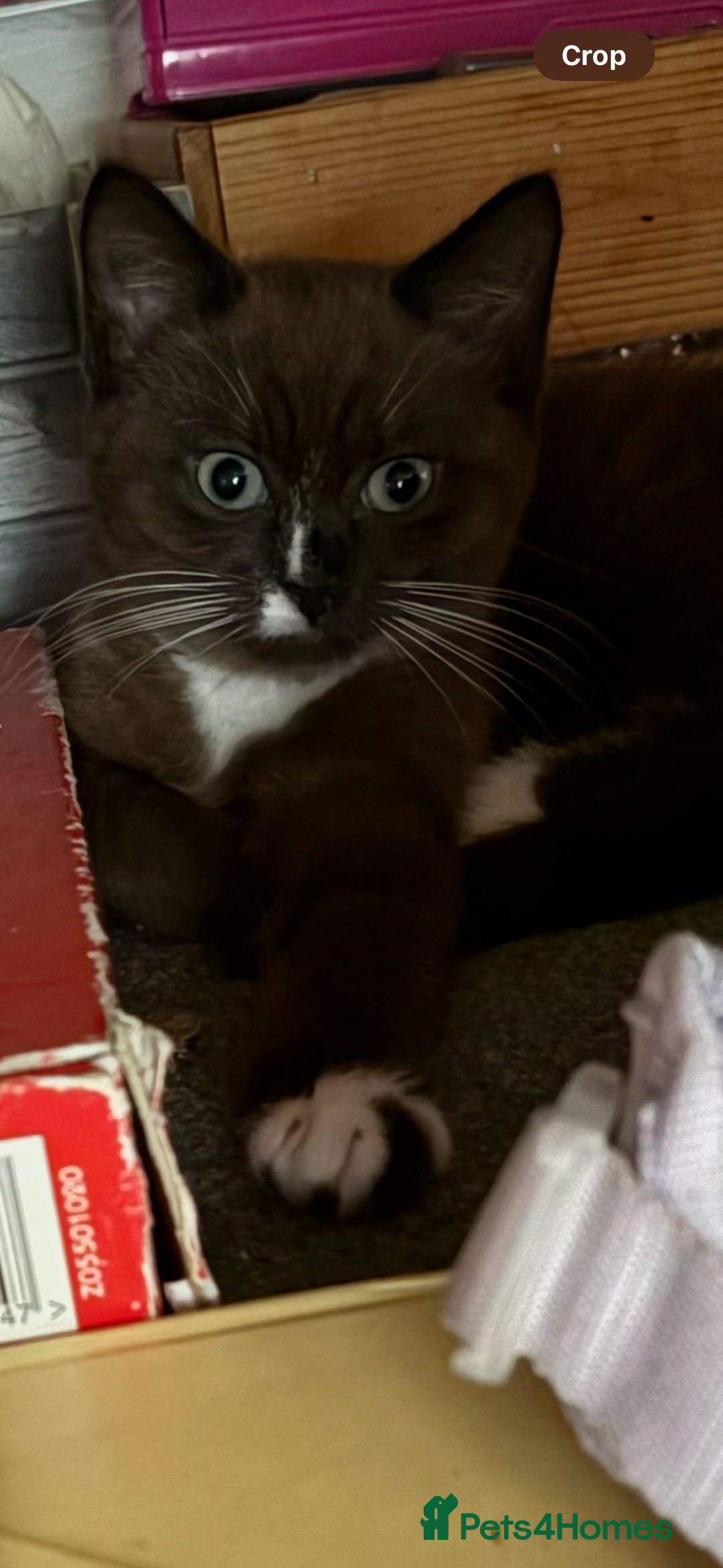 Mixed Breed cats for sale: Male and female kitten - Image 7