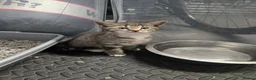 Mixed Breed cats for sale: Beautiful mixed breed kittens  - Advert 4