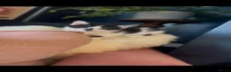 Mixed Breed cats for sale: Beautiful litter domestic short haired kittens - Advert 5