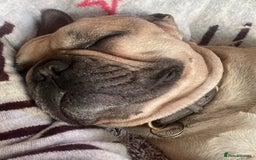 French Bulldog dogs for sale: French Bulldog - Image 12
