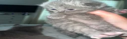 British Shorthair cats for sale: Feel free British blue kittens - Advert 2