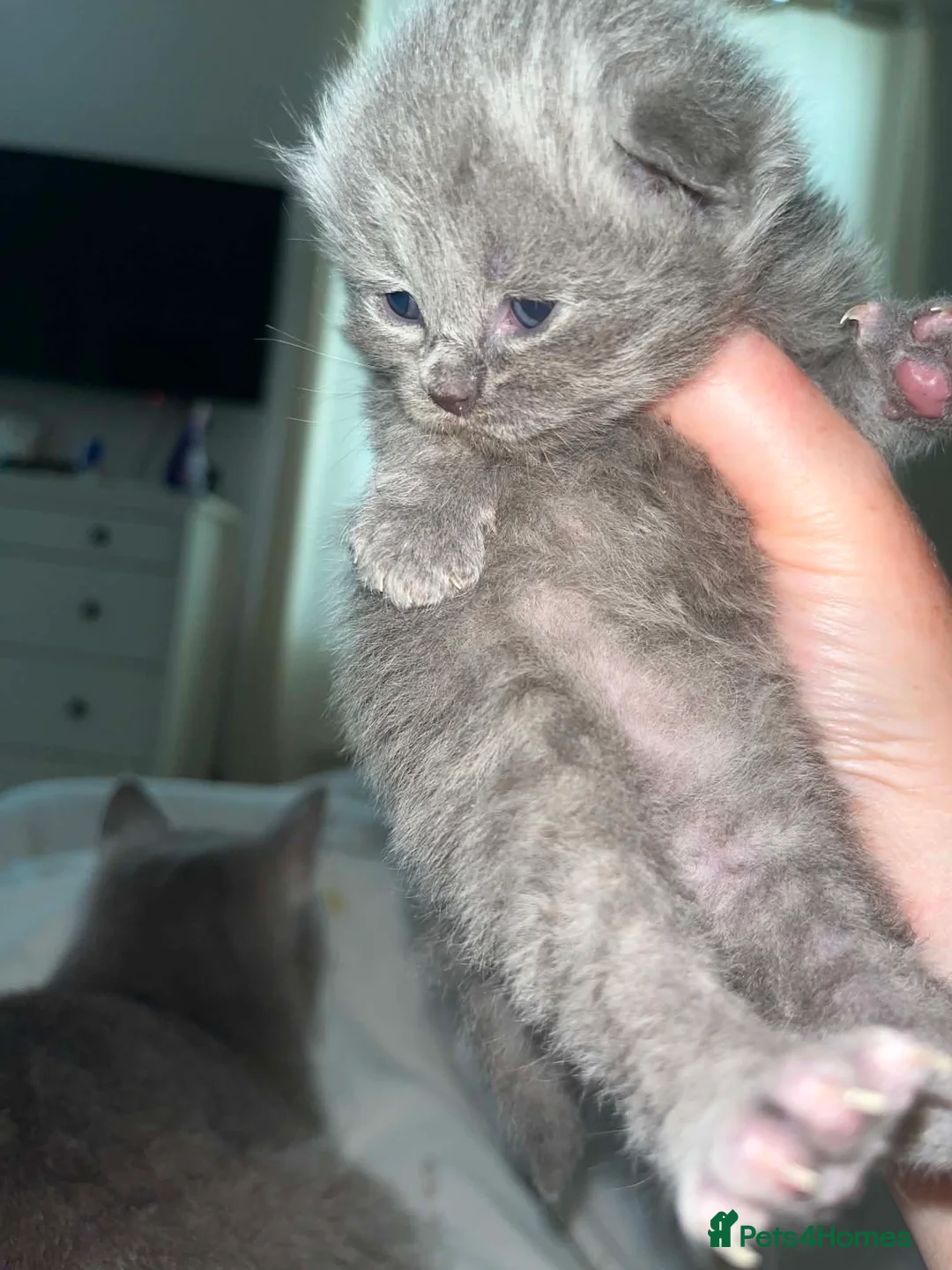 British Shorthair cats for sale: Feel free British blue kittens - Advert 2