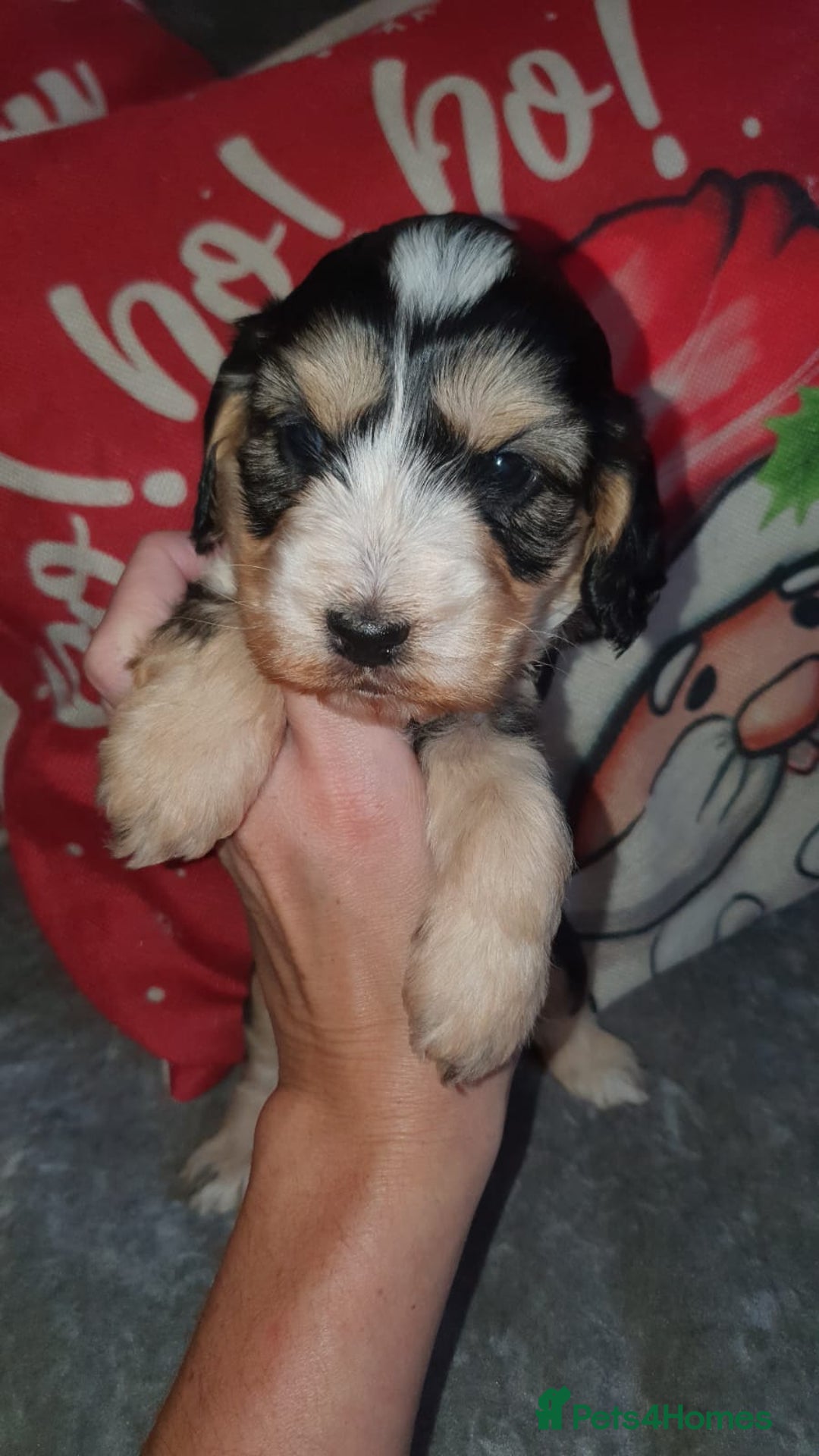 Cockapoo dogs for sale: Stunning cockapoo pups - Advert 2