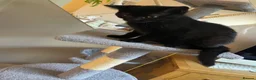 British Shorthair cats for sale: British blue black pedigree kitten boy  - Advert 4